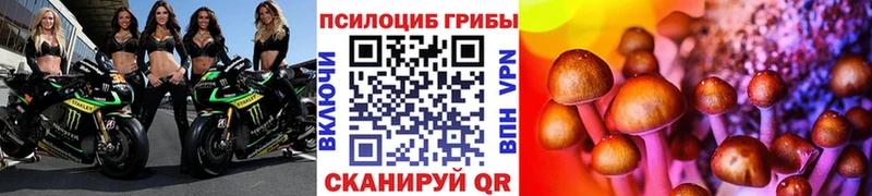 Купить  Белгород  Псилоцибиновые грибы Cubensis